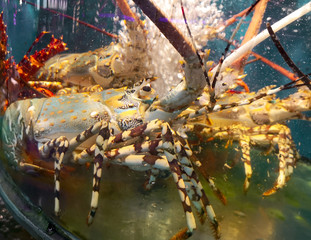 Big lobster swims in an aquarium