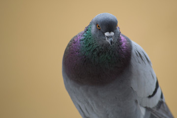 collection of photographs of city pigeon