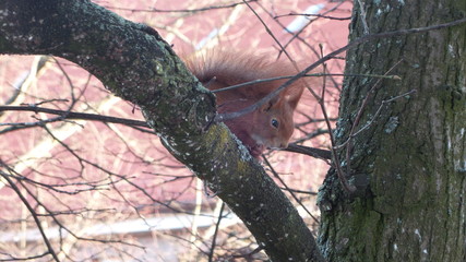 Eichhörnchen