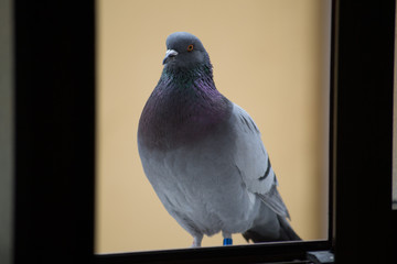 collection of photographs of city pigeon