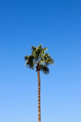 Single palm tree towering high in the sky.