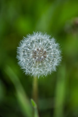 Dandelion - a beautiful close up with macro lens