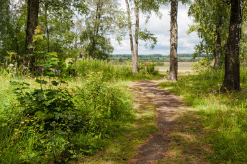 Fototapeta na wymiar Path in the grove in summer