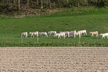 Fototapeta premium Troupeau de vaches charolaises - France -