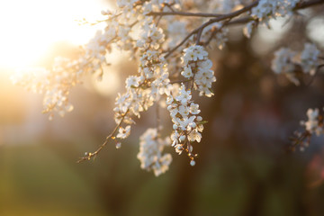 frost on the branches