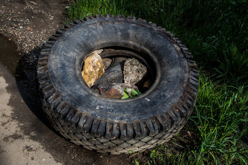 Fototapeta na wymiar round black car tire lies on the grass