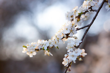 cherry blossom in spring