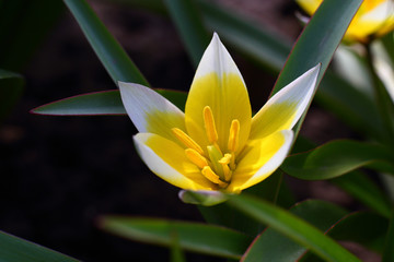 Beautiful bright delicate flower of wild-growing perennial herb tulip Tulipa biflora with white, yellow pointed petals, large stamens on background green leaves with red border, brown earth, closeup © evgeniusd