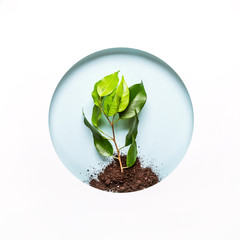 World environment day concept. Creative layout of round paper hole with earth, green twig and blue...