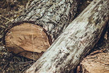 Felling a tree. Wooden logs from a pine forest, stacked in a forest. Forest of pine and spruce. Logging, forest industry. Natural wood background. A pile of logs. Deforestation. Two logs in the forest