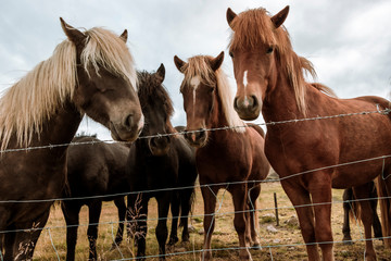 Fototapeta na wymiar Group of Horses in Iceland
