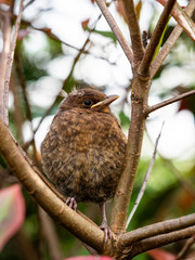 Juvenile black bird (Turdus merula)
