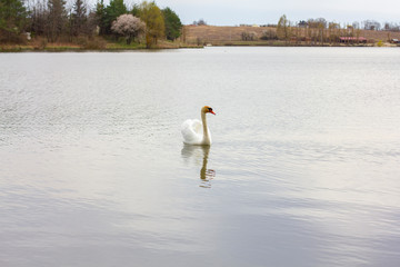 swan floats in the middle of the lake