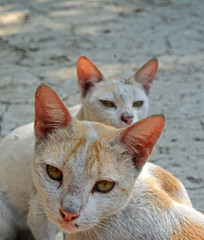 Portrait of a cool cat and frightened eyes tabby stock photo