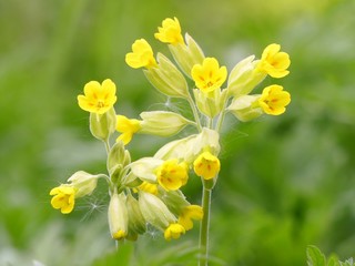 Primula veris cowslip, common cowslip, cowslip primrose a herbaceous perennial flowering plant in...