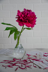 peony flower ina vase, scattered petals and bunt music sheets