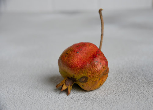 dreid pomegranate fruit on a gray concrete background