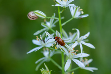Red beetle and small snail on Fistulous asphodel (Asphodelus fistulosus) with nice white flowers on green background in the field