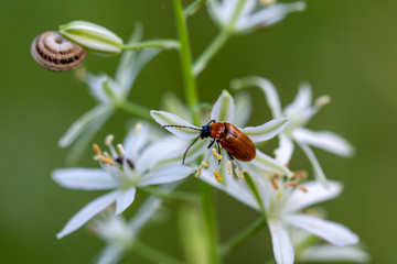 Red beetle and small snail on Fistulous asphodel (Asphodelus fistulosus) with nice white flowers on green background in the field