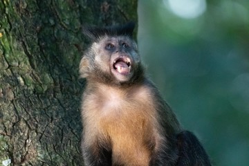 Capuchin monkey in nature
