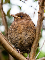 Juvenile black bird (Turdus merula)