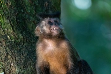 Capuchin monkey in nature