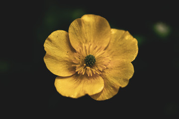 Yellow flower head in the dark