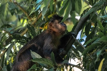Capuchin monkey in nature