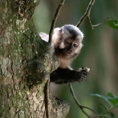 Capuchin monkey in nature