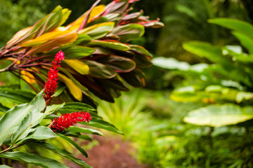 Victoria Botanical Gardens in Mahe, Seychelles