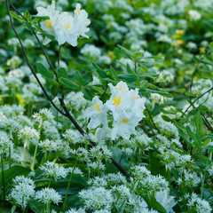 Rhododendron Azalea mollis. Azalée à feuilles caduques ou azalée de Chine, arbuste aux bouquets de fleurs blanches printanières maculées de jaune d'or, au feuillage vert clair