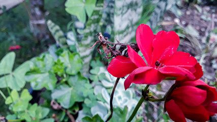 red flower in garden