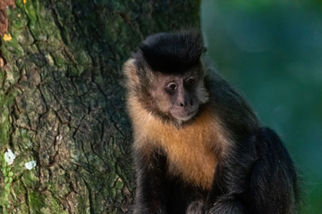 Capuchin monkey in nature