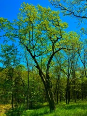 Fototapeta premium trees in the park