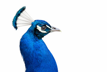 Indian peafowl isolated on white background  (Pavo cristatus) male