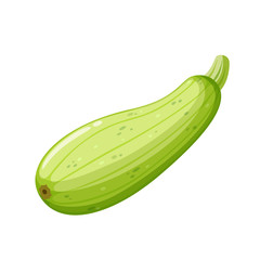 Cartoon squash on white background, healthy food, vegetable harvest. Vector.