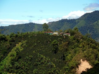 Fototapeta na wymiar Coffee plantation in the Colombian mountains
