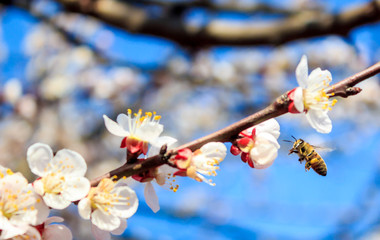 spring cherry blossom and bee pollination