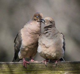 mourning doves kissing on fence