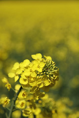 The rapeseed flower in the rapeseed field