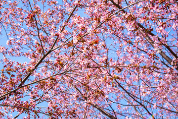 Cherry tree blossom, Kirsikkapuisto (Cherry Tree Park) in Roihuvuori, Helsinki, Finland
