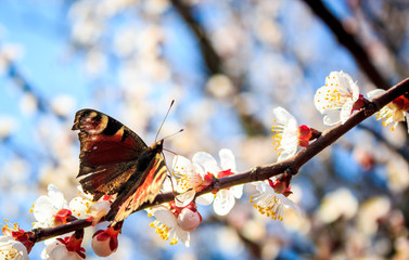 cherry blossom in spring with a butterfly