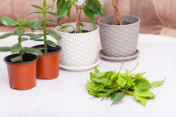 Home plants on a wooden table. Hobby, care, pruning concept. Cultivates ficus. Cutting leaves.