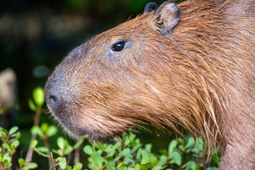 capybara in nature