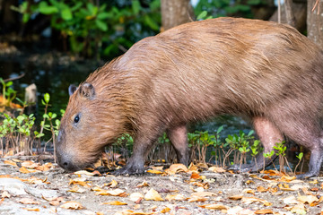 capybara in nature