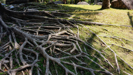 Tropical tree roots in china. Tropical Summer time