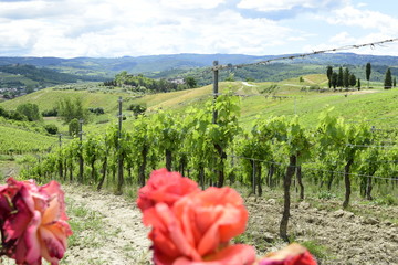 Vineyard with red flowers