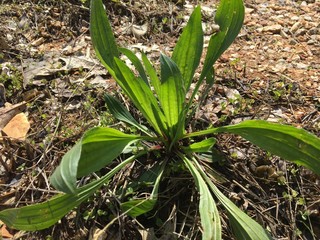 Obraz premium plantain narrow leaf
