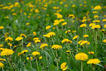 Close green field with yellow dandelions.