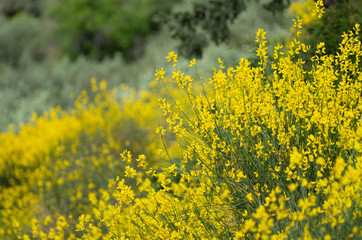 Spring flowering of yellow Spartium on a blurred background (Rhodes, Greece)